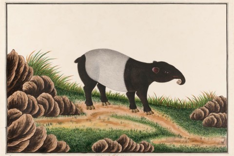 HistoriaSG: A Tale of Thomases and Tapirs: Early Natural History in Singapore and Nearby Lands 