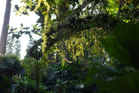 Photowalk: Reimagining Nature
