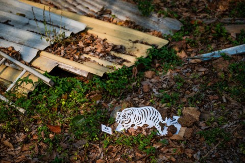 There is No Tiger in the Mountain