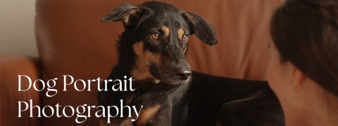 Dog Portrait Photography Workshop