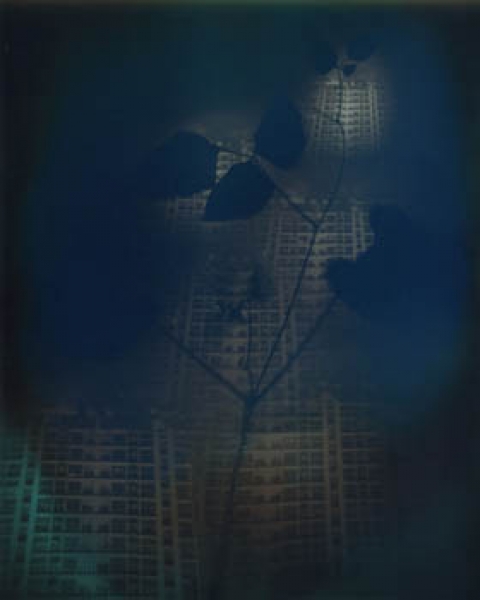 The Movingly Minute Scale of a Restricted Life, Photographs by Lavender Chang