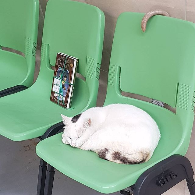 0 20170928 bookfairies cat